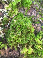 Dialytrichia mucronata