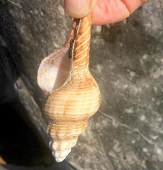 Propefusus australis