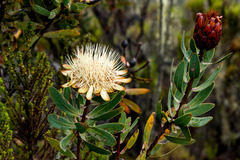 Image of Protea caffra
