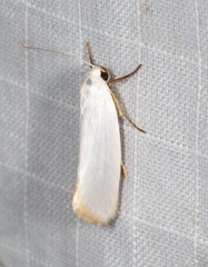 Xylorycta argentella