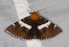 Buzara latizona