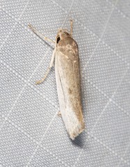 Xylorycta haplochroa