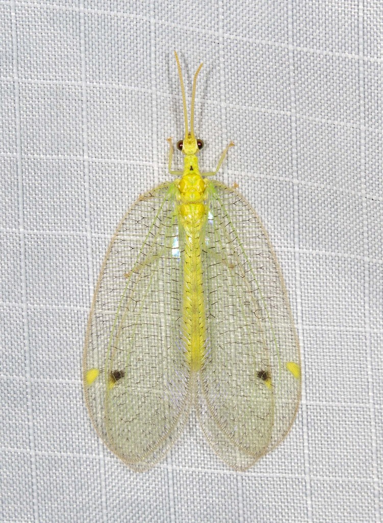 Myiodactylus
