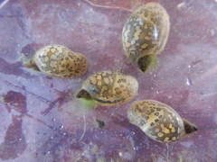 Lymnaea
