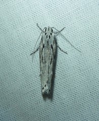 Ethmia discostrigella