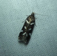 Chionodes naevus
