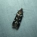 Chionodes naevus - Photo (c) Luke Armstrong,  זכויות יוצרים חלקיות (CC BY-NC), הועלה על ידי Luke Armstrong