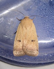 Abagrotis orbis