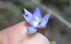Thelymitra juncifolia