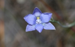 Thelymitra juncifolia
