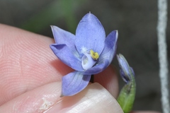 Thelymitra juncifolia