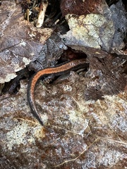 Plethodon cinereus image