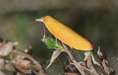 Wingia hesperidella