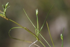 Isolepis fluitans