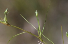 Isolepis fluitans