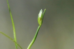 Isolepis fluitans