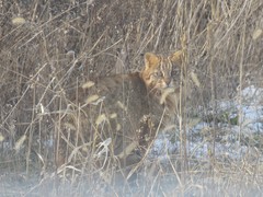 Prionailurus bengalensis