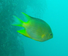 Amblyglyphidodon aureus