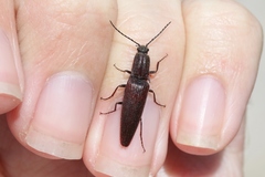 Elatichrosis exarata