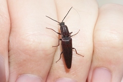 Elatichrosis exarata