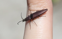 Elatichrosis exarata