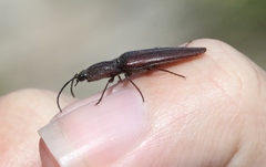 Elatichrosis exarata