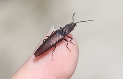 Elatichrosis exarata