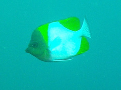 Hemitaurichthys polylepis