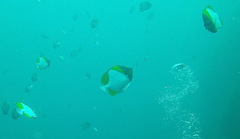 Hemitaurichthys polylepis