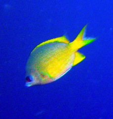 Chromis analis