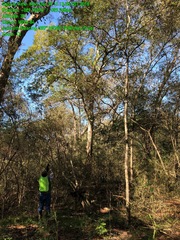 Quercus sinuata sinuata