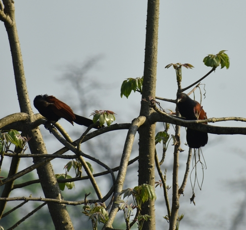 Greater Coucal (Centropus sinensis)