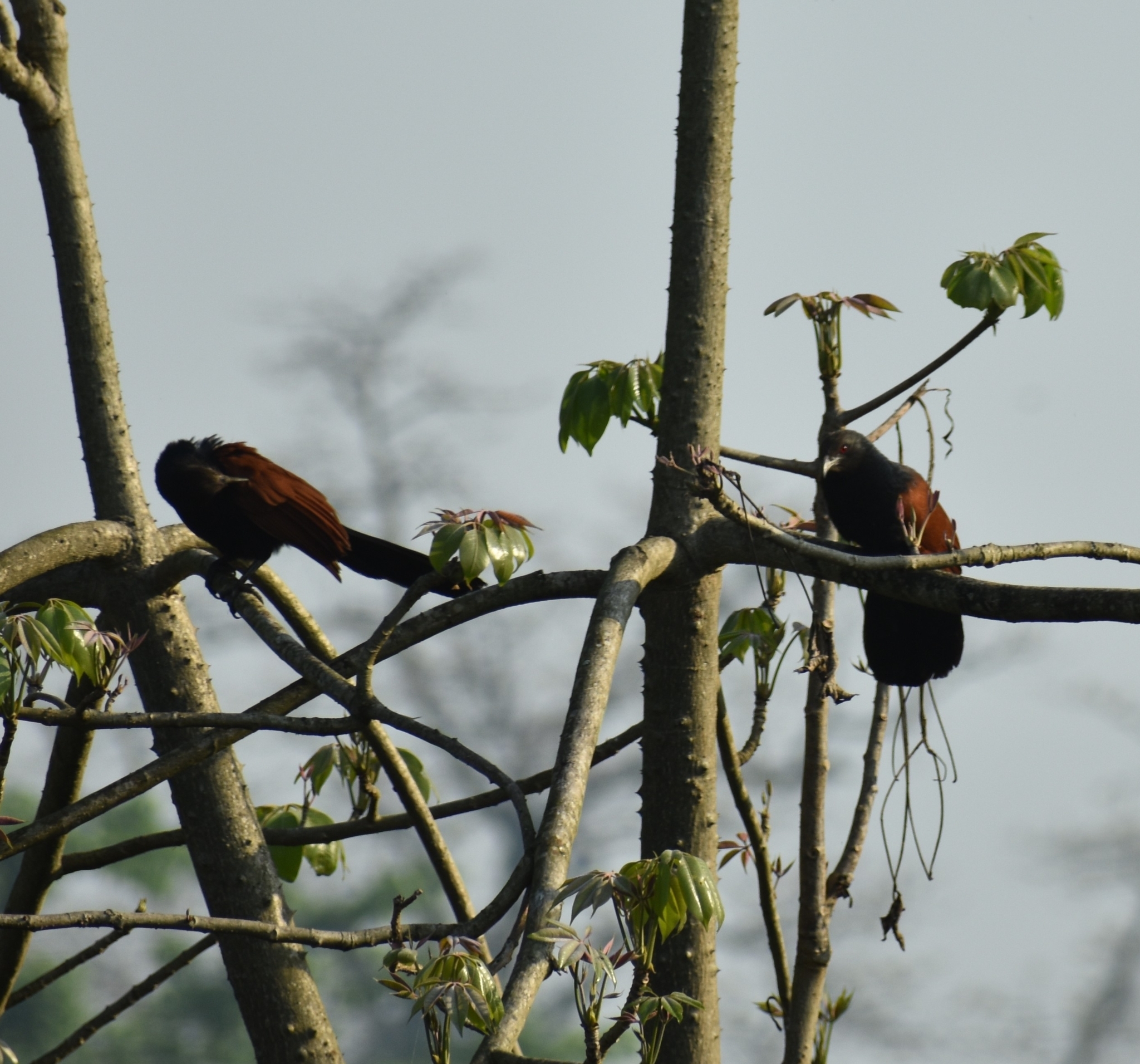 Greater Coucal (Centropus sinensis)