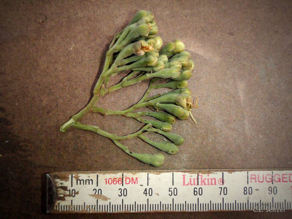 Maranthes goetzeniana