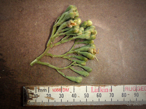 Maranthes goetzeniana