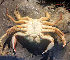 Ovalipes australiensis