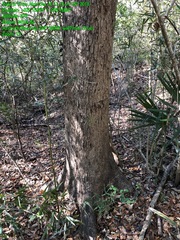 Quercus sinuata sinuata