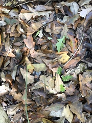 Quercus sinuata sinuata