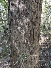 Quercus sinuata sinuata