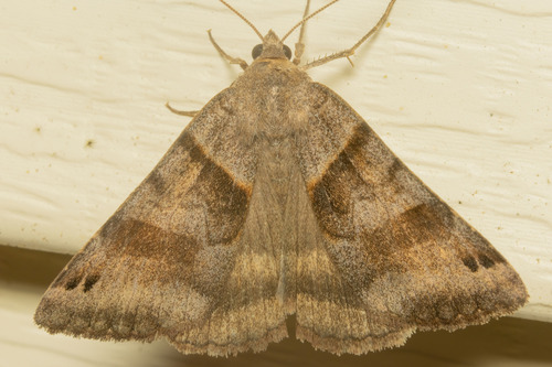 Clover Looper Moth
