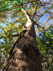 Quercus sinuata sinuata