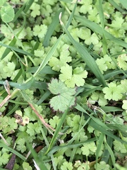 Hydrocotyle moschata moschata