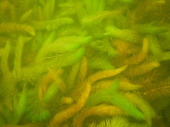 Ceratophyllum