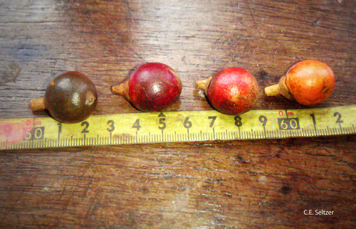 Synsepalum cerasiferum
