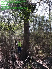 Quercus sinuata sinuata