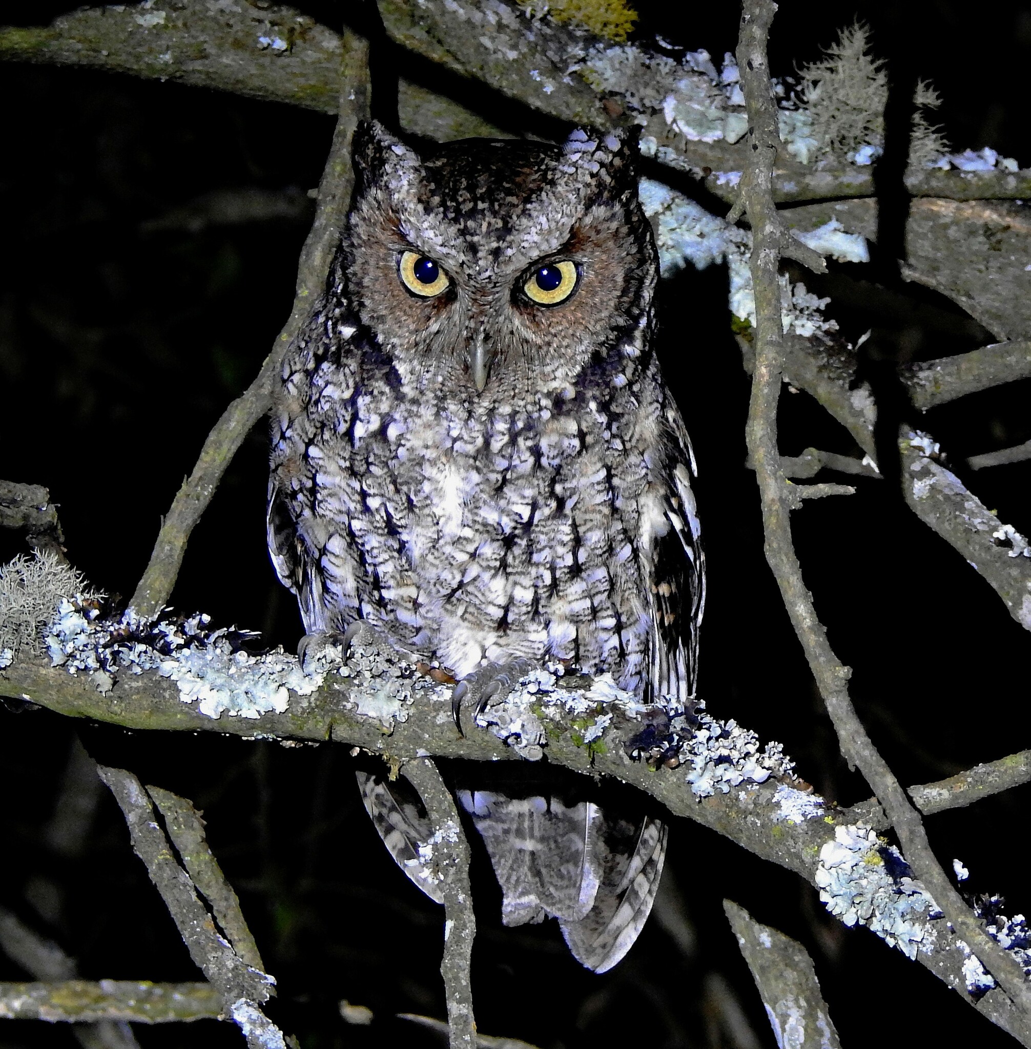 Yungas Screech Owl (Megascops hoyi), photo 5