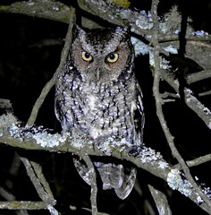 Yungas Screech Owl photo 1