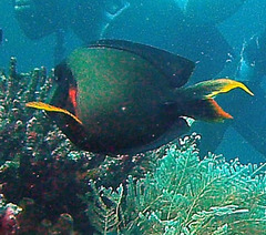 Acanthurus pyroferus