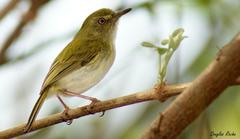 Hemitriccus nidipendulus