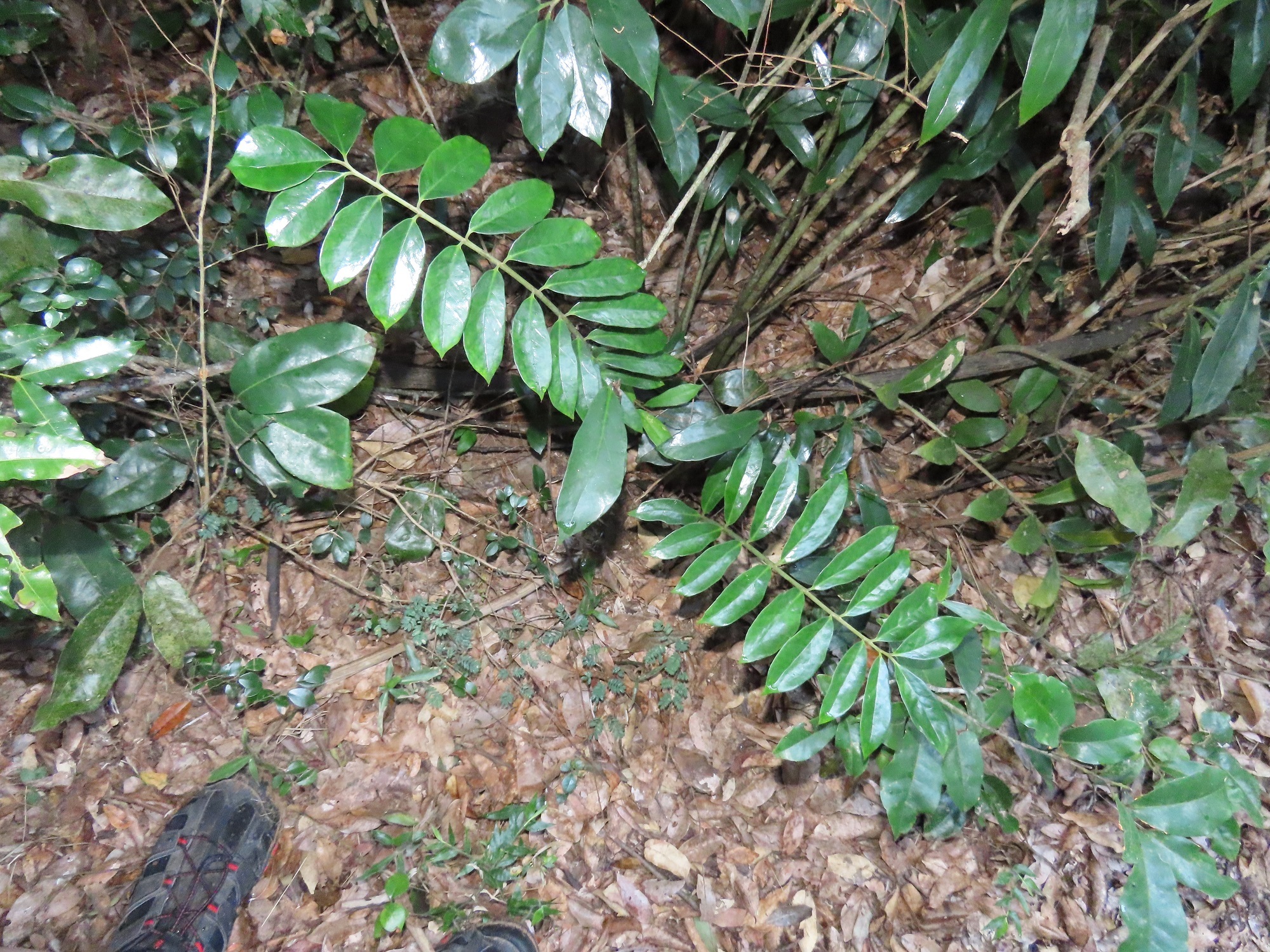 Imagem de Zamioculcas